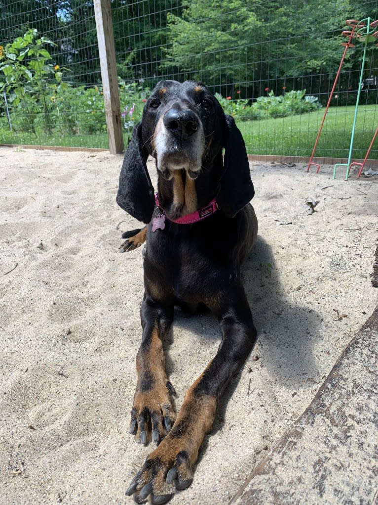 Lacy, a Black and Tan Coonhound tested with EmbarkVet.com