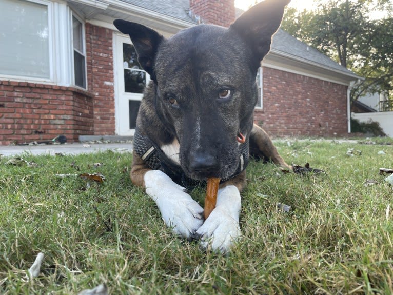 Gus, an American Pit Bull Terrier and Akita mix tested with EmbarkVet.com