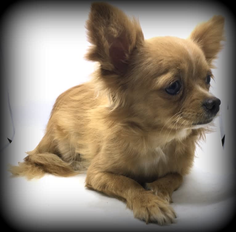 Tater, a Chihuahua tested with EmbarkVet.com