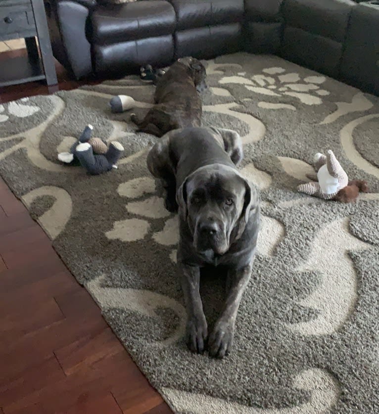 Rocco Roman Hughes, a Cane Corso tested with EmbarkVet.com