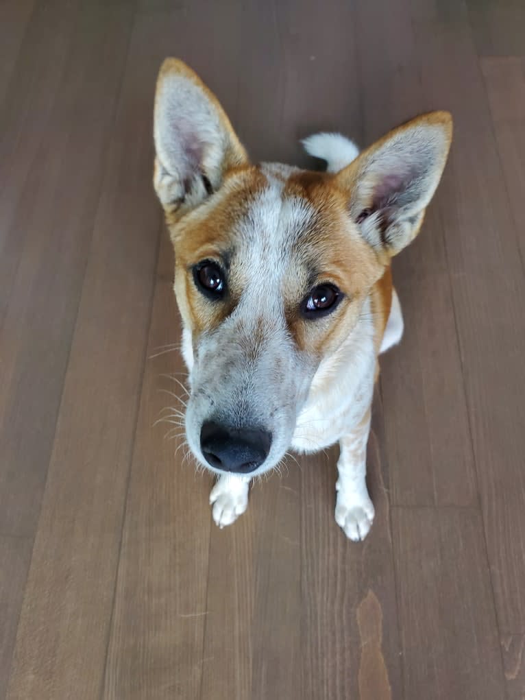 Frogger Mountbatten, an Australian Cattle Dog and New Guinea Singing Dog mix tested with EmbarkVet.com
