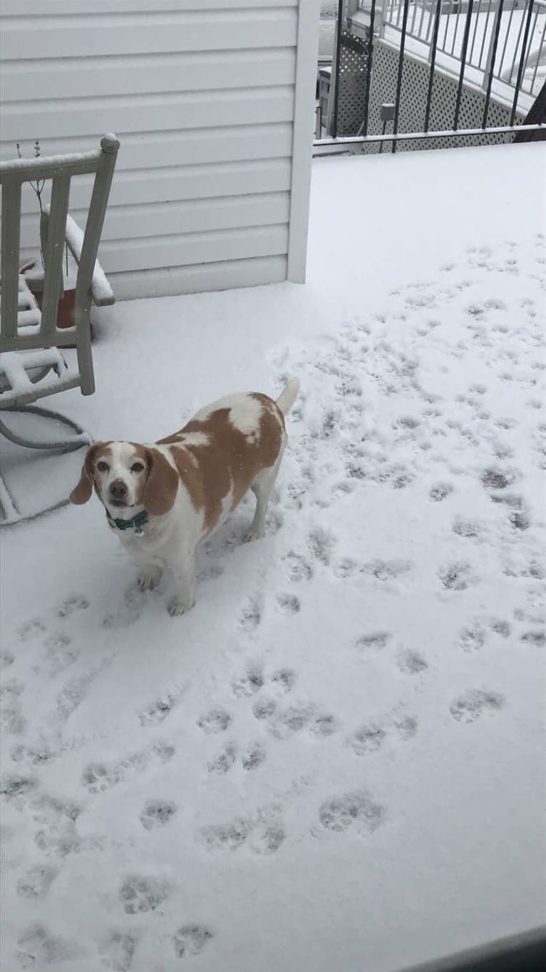 Tucker, a Beagle tested with EmbarkVet.com