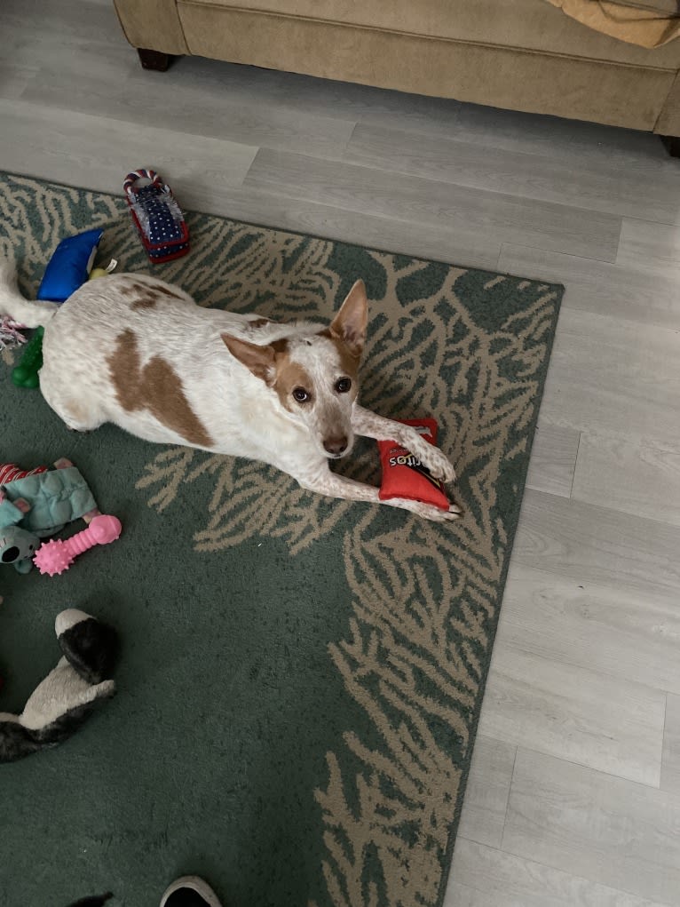 Ginger, an Australian Cattle Dog and German Shepherd Dog mix tested with EmbarkVet.com