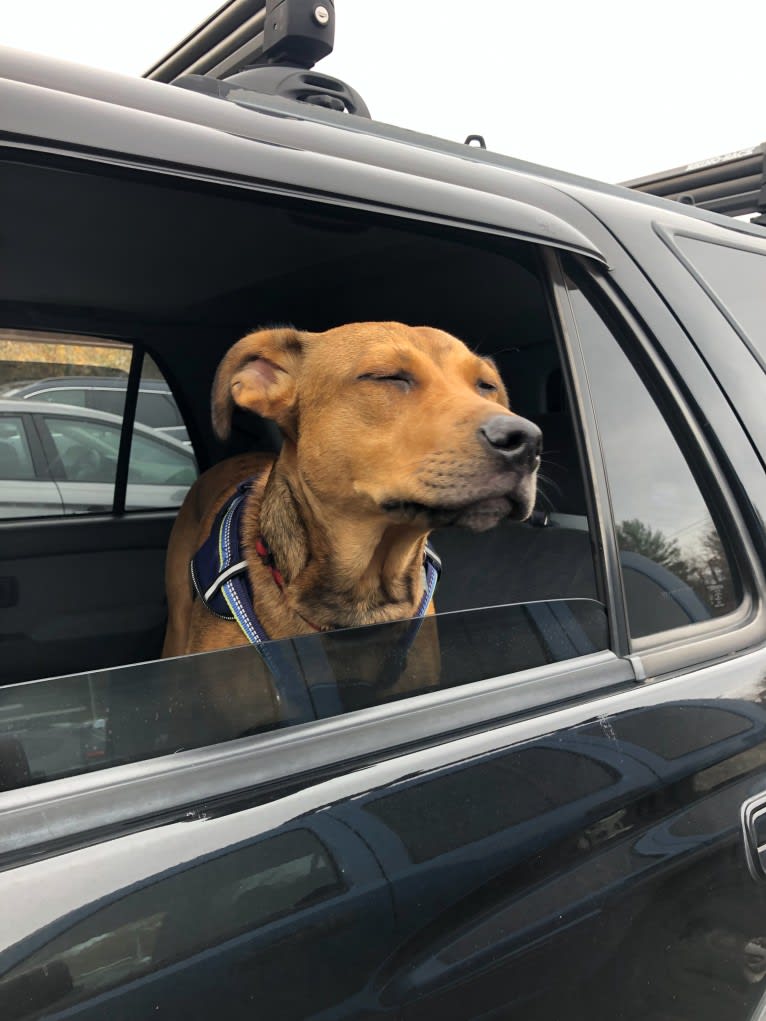 Walker, an American Pit Bull Terrier and Rottweiler mix tested with EmbarkVet.com