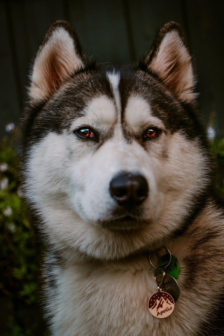 Apollo, a Samoyed and Siberian Husky mix tested with EmbarkVet.com