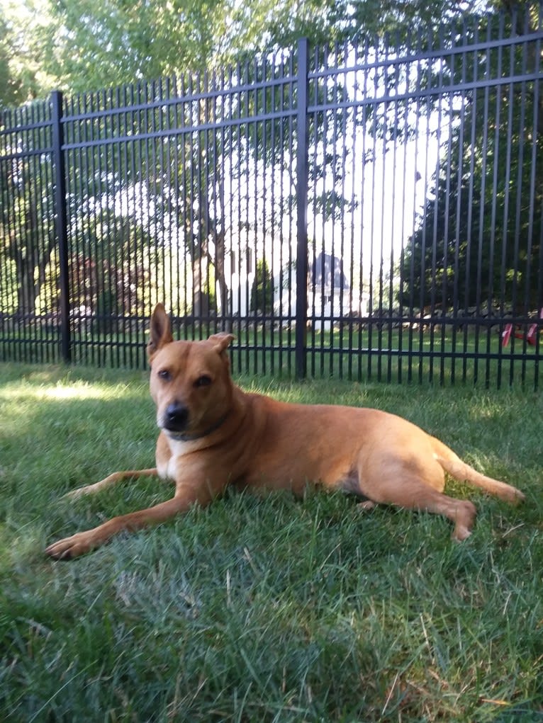 liberty, an American Pit Bull Terrier and Chow Chow mix tested with EmbarkVet.com