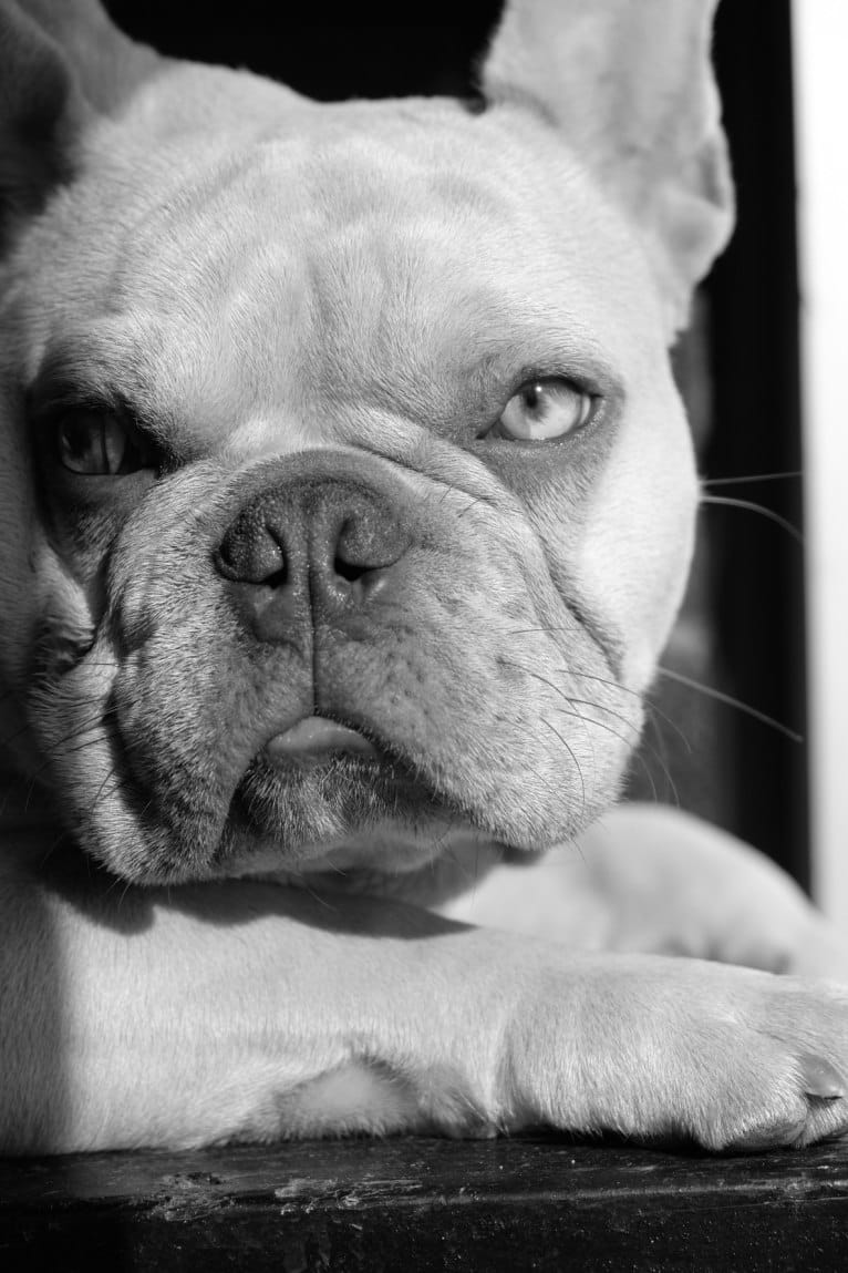 Soho, a French Bulldog tested with EmbarkVet.com
