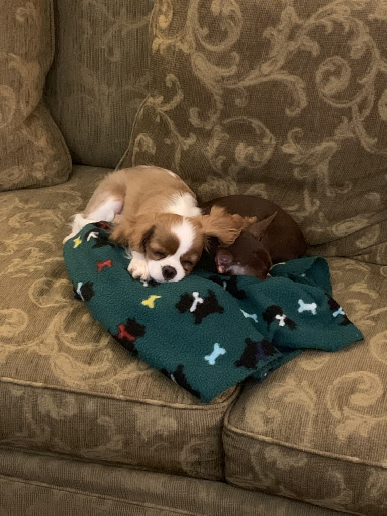 Rose Tyler, a Cavalier King Charles Spaniel tested with EmbarkVet.com