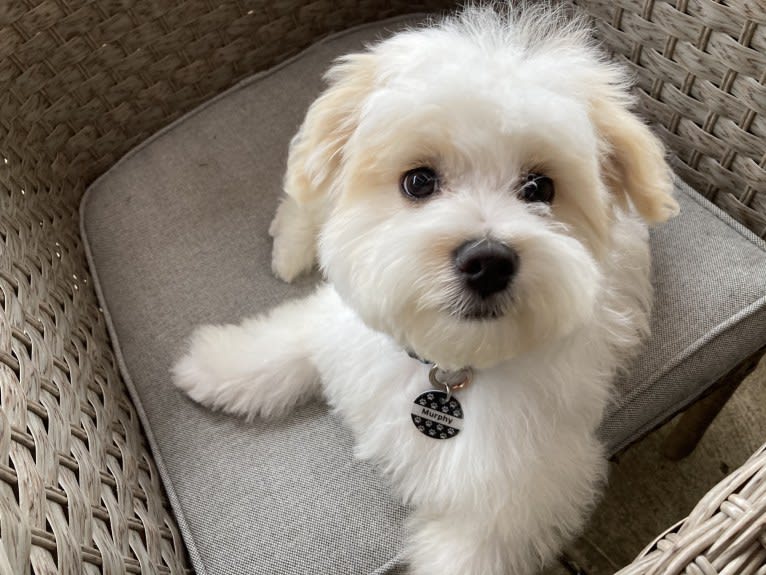 Murphy, a Maltese and Shih Tzu mix tested with EmbarkVet.com