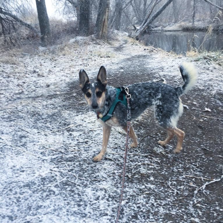 Indy, an Australian Cattle Dog and Boxer mix tested with EmbarkVet.com