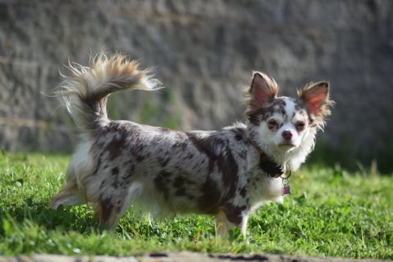 Charizma, a Chihuahua tested with EmbarkVet.com
