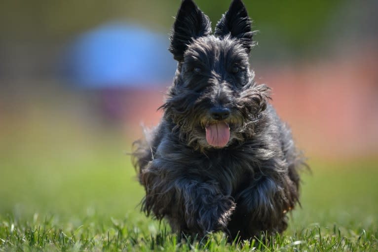 Max, a Scottish Terrier tested with EmbarkVet.com