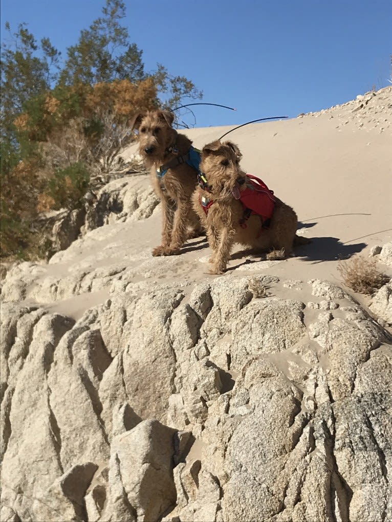 HOOLIGAN, an Irish Terrier tested with EmbarkVet.com