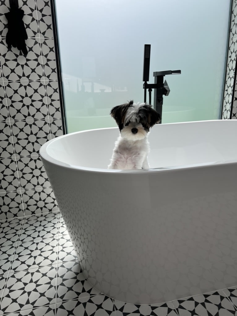 Jasper Hwang, a Biewer Terrier tested with EmbarkVet.com