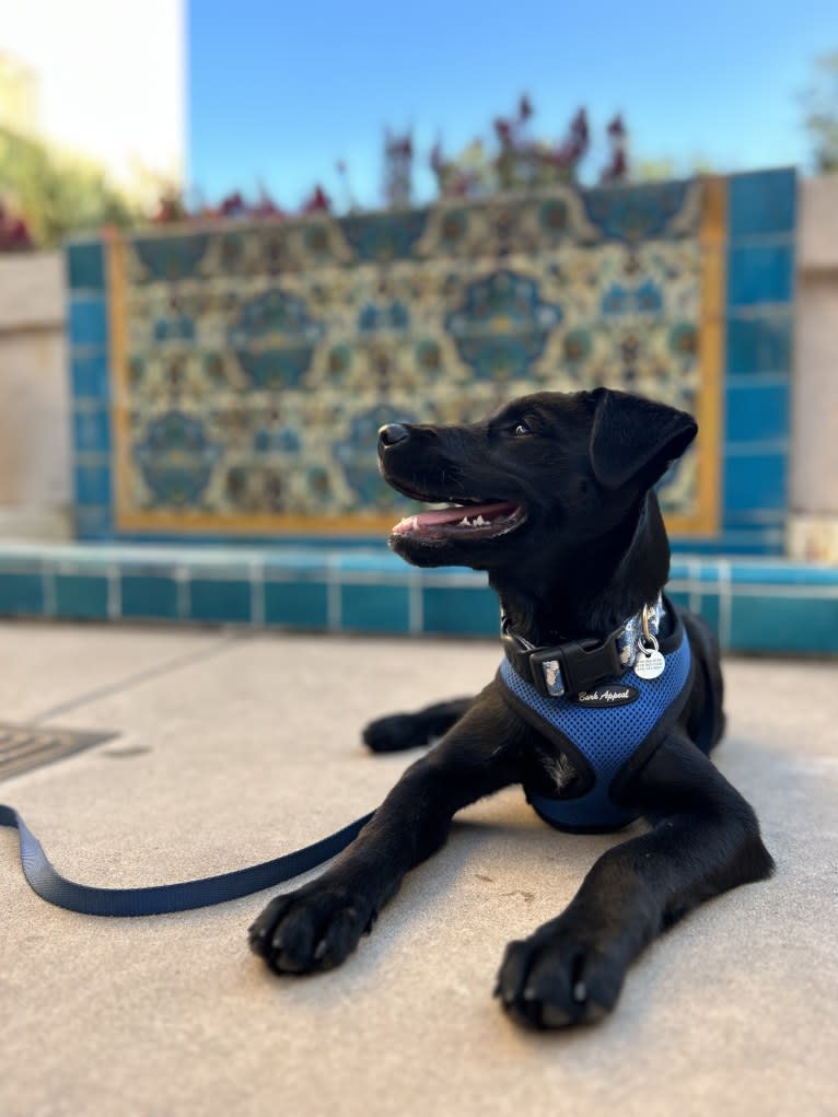 Rio, a Rottweiler and Golden Retriever mix tested with EmbarkVet.com