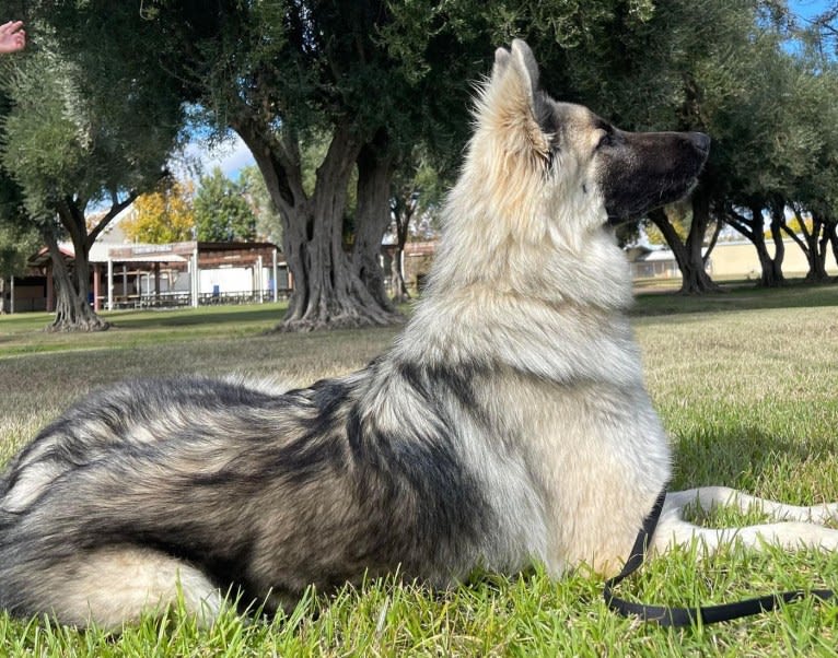 Yuno, a German Shepherd Dog tested with EmbarkVet.com
