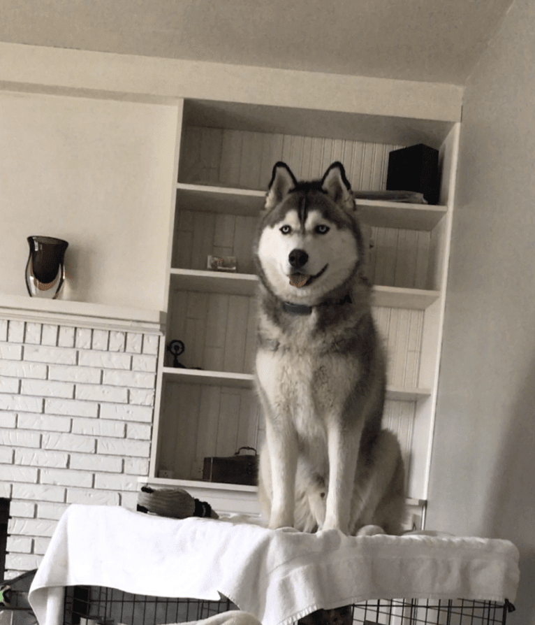 Loki, a Siberian Husky tested with EmbarkVet.com