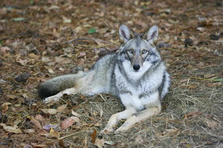 Scooter, a Coyote tested with EmbarkVet.com