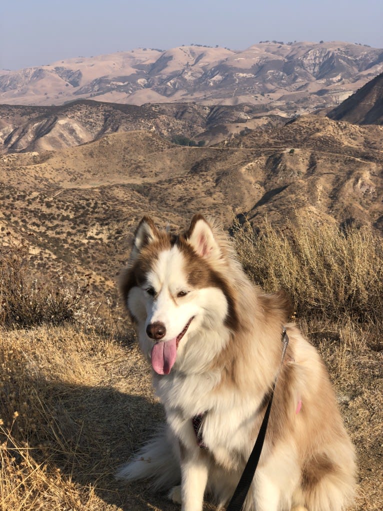 Maizy, a Siberian Husky and Alaskan Malamute mix tested with EmbarkVet.com