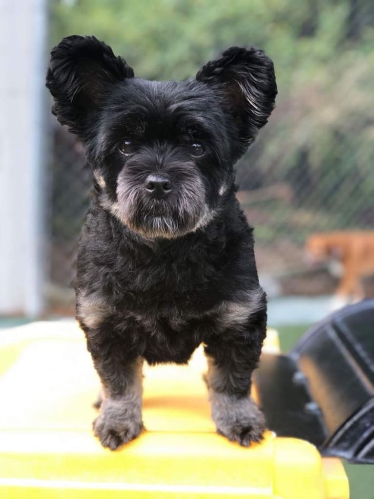 Lucy, a Pomeranian and Lhasa Apso mix tested with EmbarkVet.com