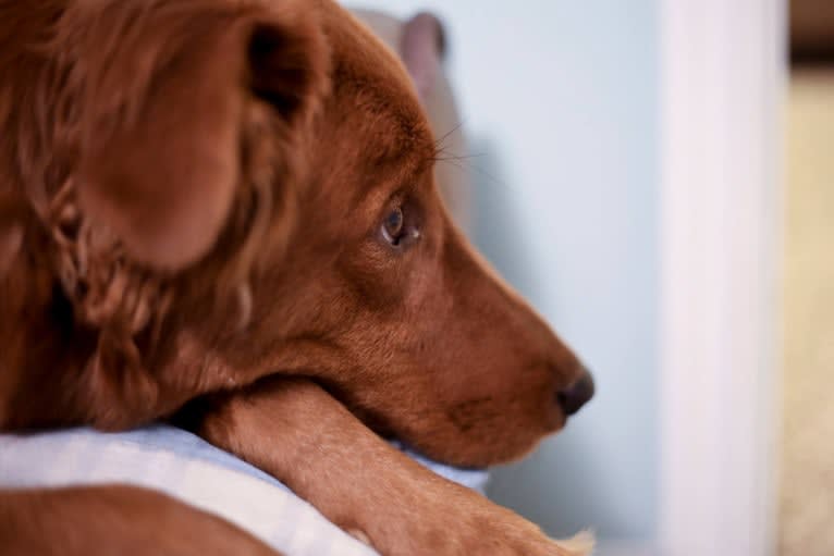 Lennon, a Doberman Pinscher and Golden Retriever mix tested with EmbarkVet.com