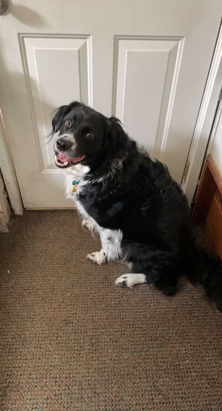 Mhysa, a Border Collie and Australian Shepherd mix tested with EmbarkVet.com