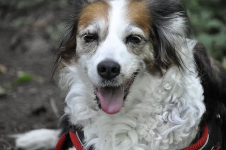 Turbo, an English Setter and Brittany mix tested with EmbarkVet.com