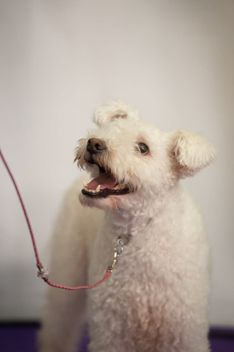 Malna, a Pumi tested with EmbarkVet.com