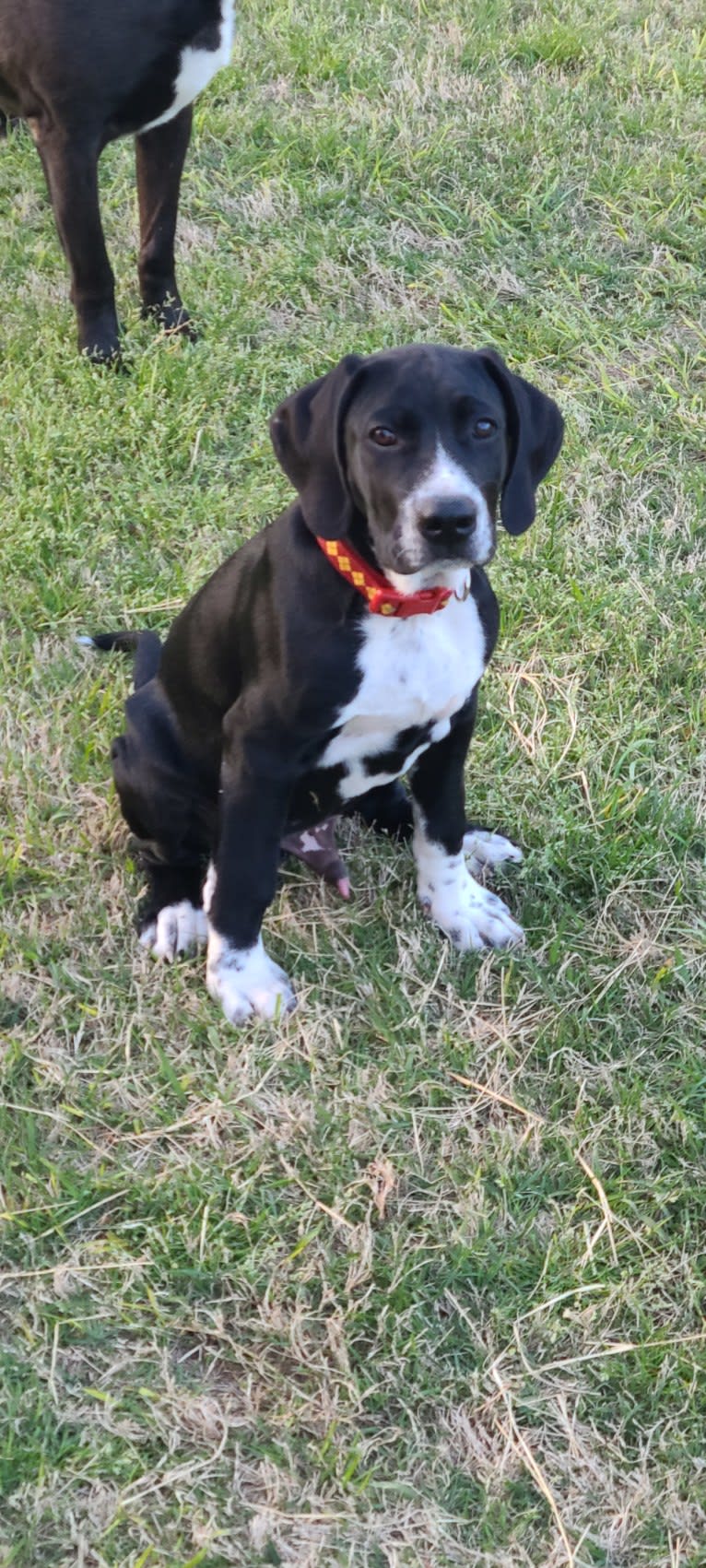 Diesel, an American Pit Bull Terrier and Brittany mix tested with EmbarkVet.com