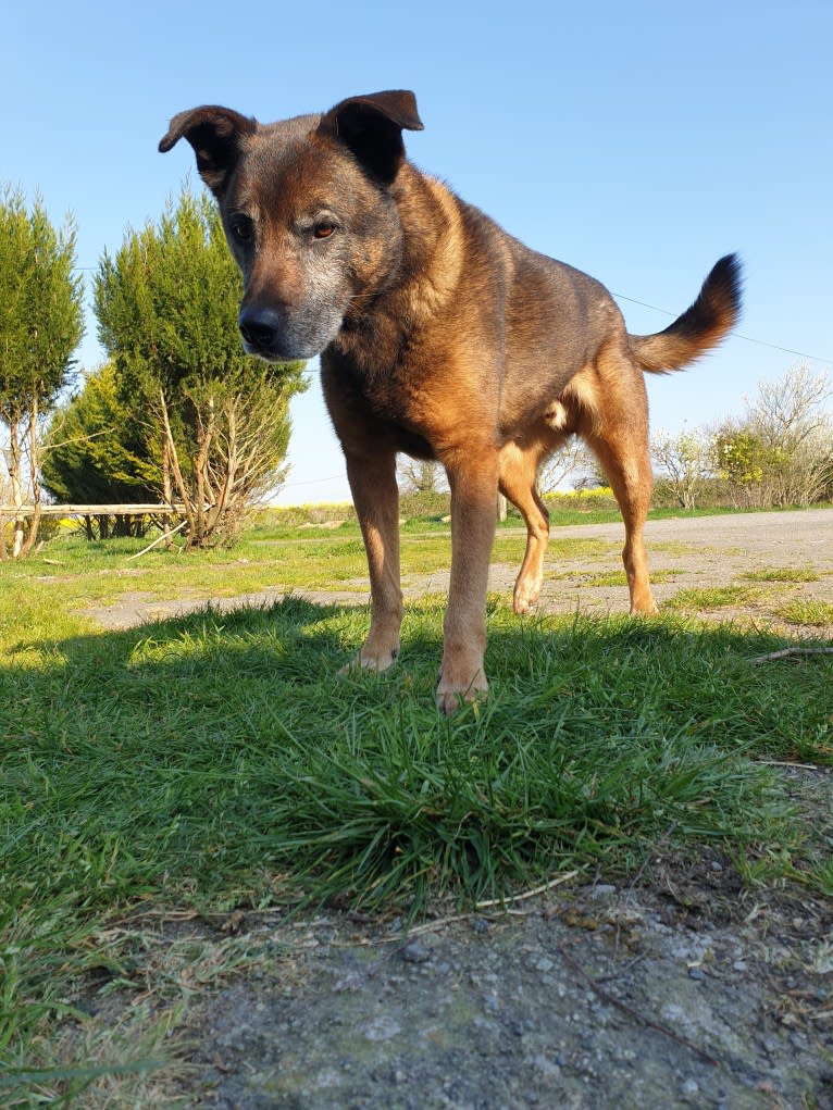 Alfie, a Belgian Malinois and Rottweiler mix tested with EmbarkVet.com