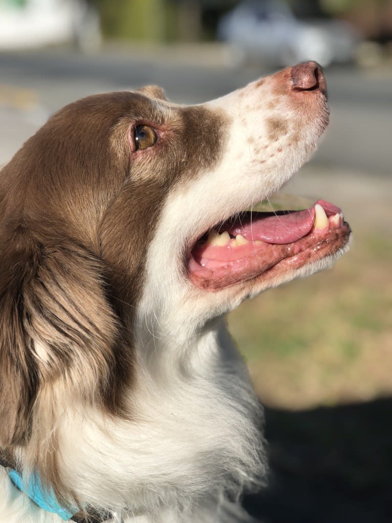 Dudu, an American Village Dog tested with EmbarkVet.com