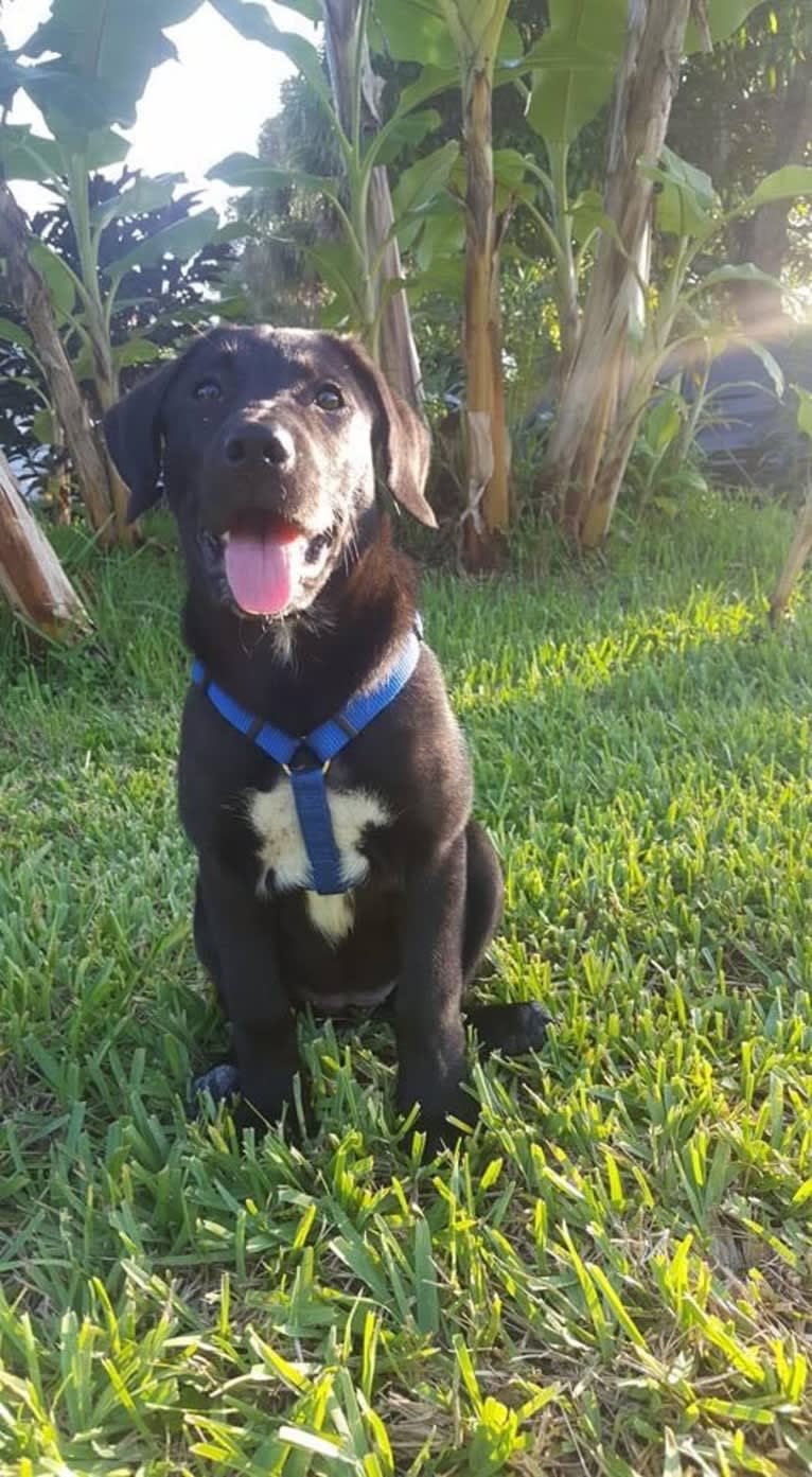 Kaida, a Labrador Retriever and Australian Shepherd mix tested with EmbarkVet.com