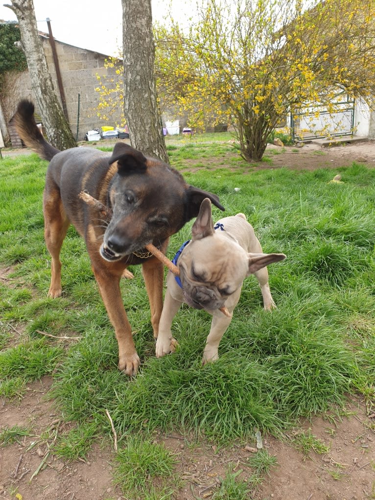 Alfie, a Belgian Malinois and Rottweiler mix tested with EmbarkVet.com