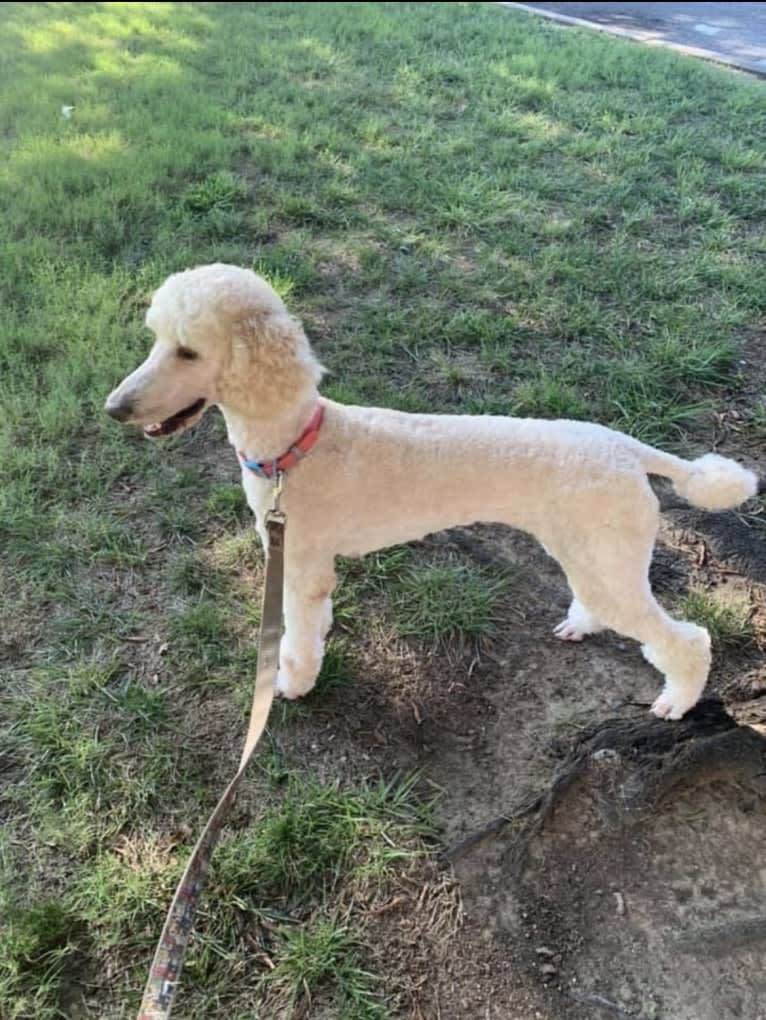 Aspen of Storybook, a Poodle (Standard) tested with EmbarkVet.com