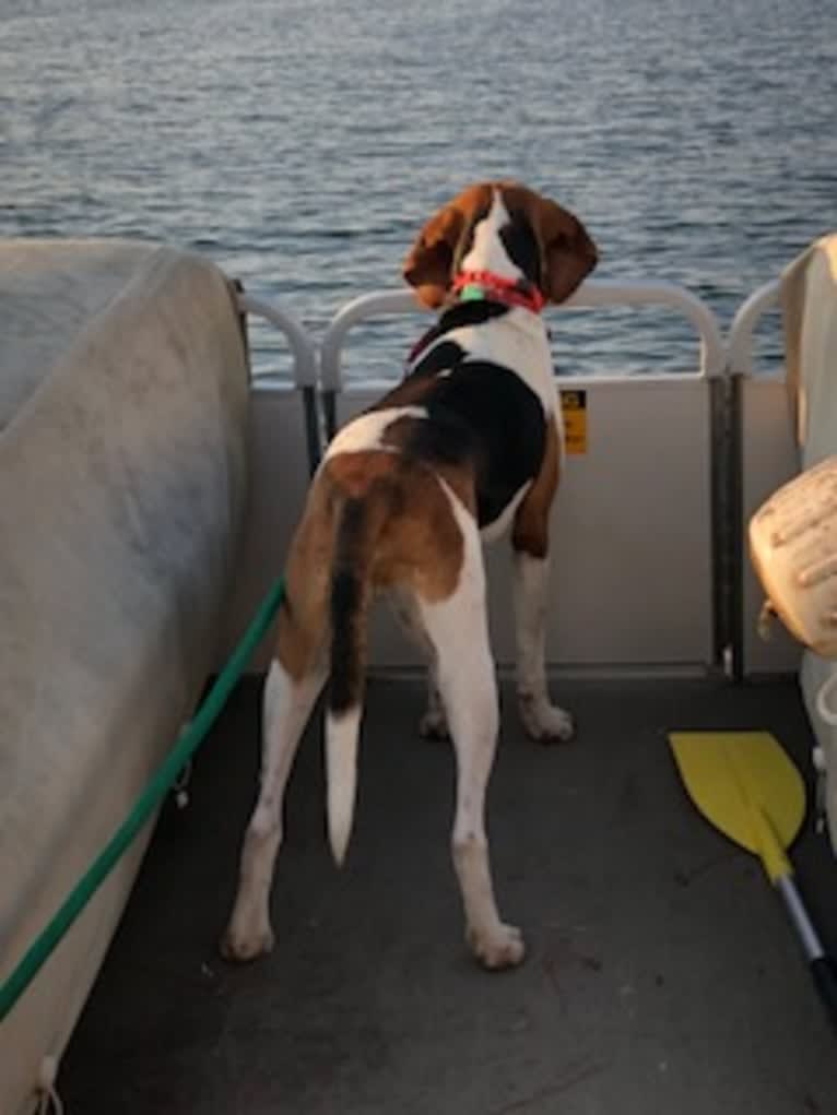 Murphy, a Treeing Walker Coonhound tested with EmbarkVet.com