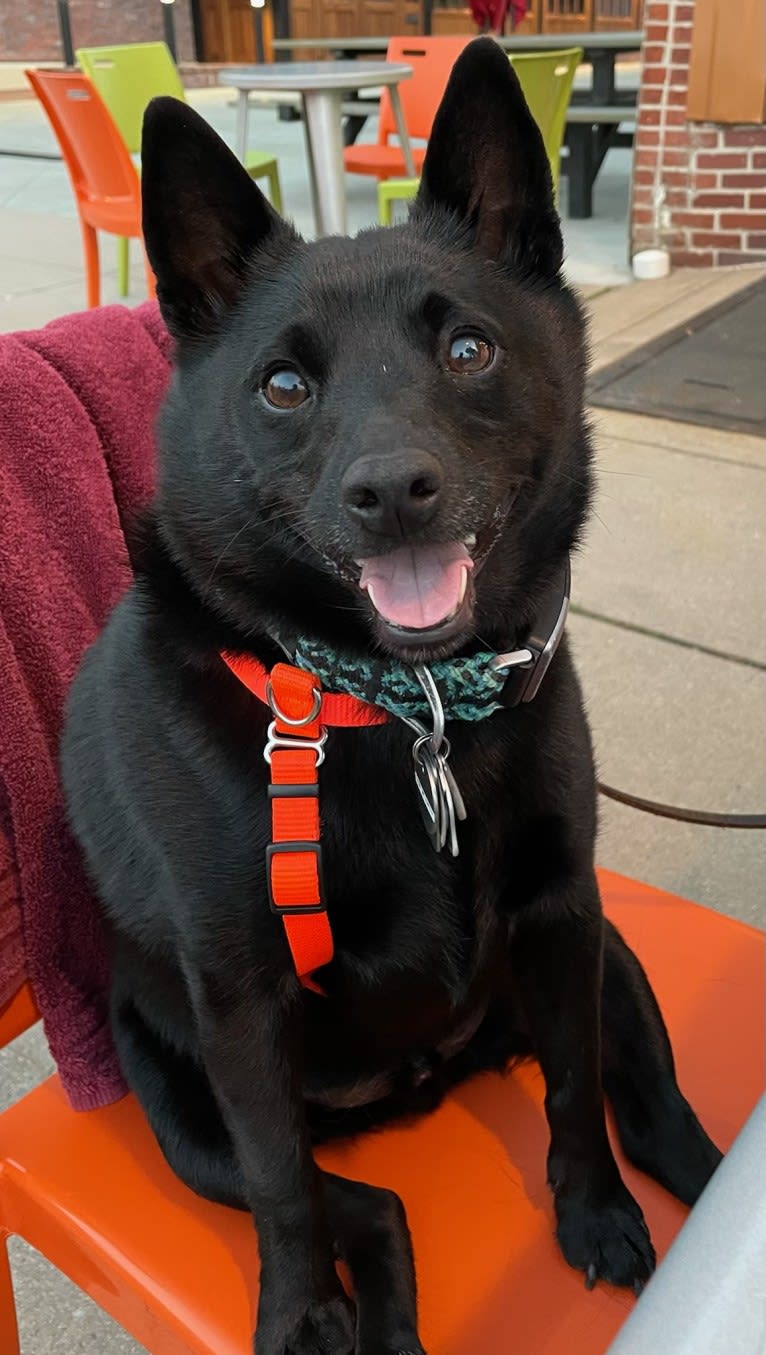 Reilly, a Schipperke and Rat Terrier mix tested with EmbarkVet.com