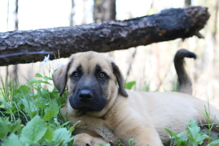 Orzo, a Rottweiler and Anatolian Shepherd Dog mix tested with EmbarkVet.com