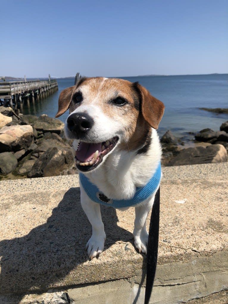 Rosco, a Russell-type Terrier tested with EmbarkVet.com