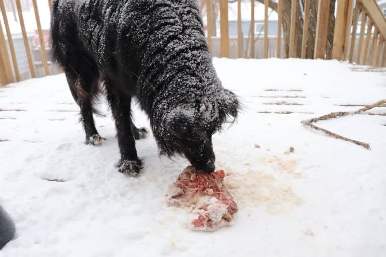 Photo of Zane, a Shetland Sheepdog, Labrador Retriever, Border Collie, Siberian Husky, and Chinese Shar-Pei mix in Wadena, Minnesota, USA