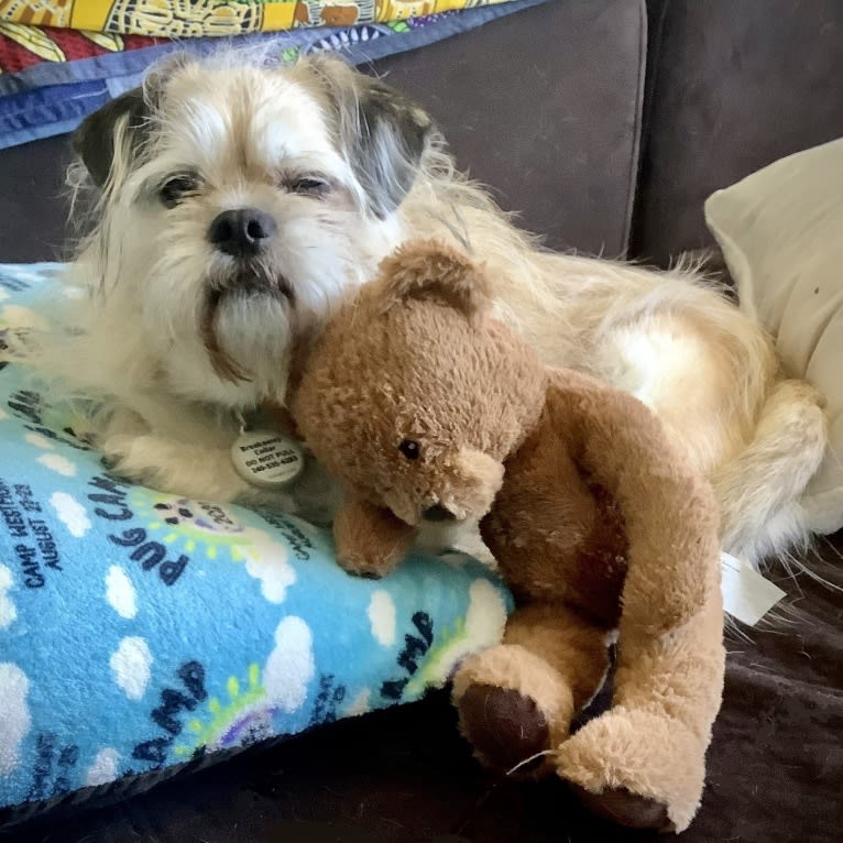 Winston, a Pugapoo tested with EmbarkVet.com