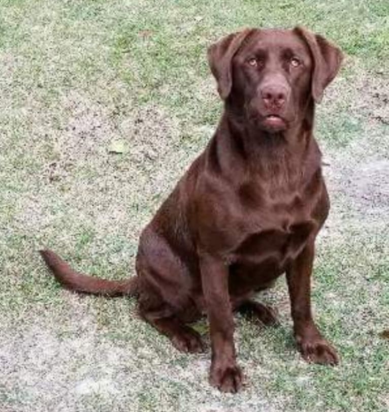 Bleau, a Labrador Retriever tested with EmbarkVet.com