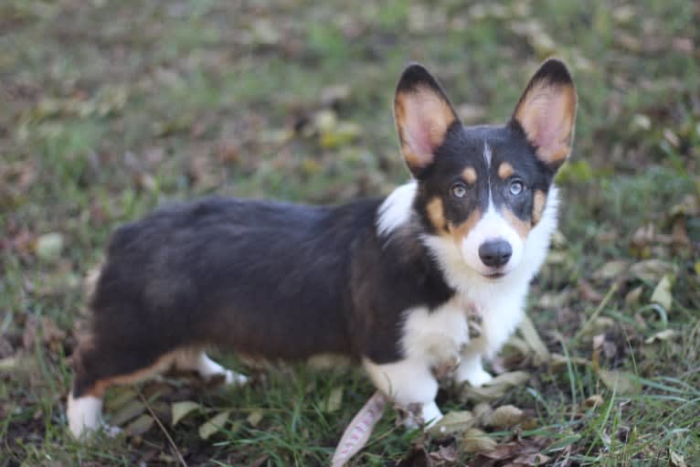 Butterball, a Pembroke Welsh Corgi tested with EmbarkVet.com