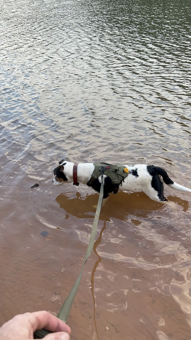 Rocky, an Australian Cattle Dog and Golden Retriever mix tested with EmbarkVet.com
