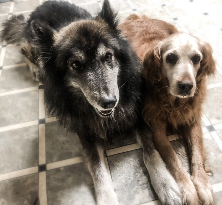 Brutus, a German Shepherd Dog and Siberian Husky mix tested with EmbarkVet.com