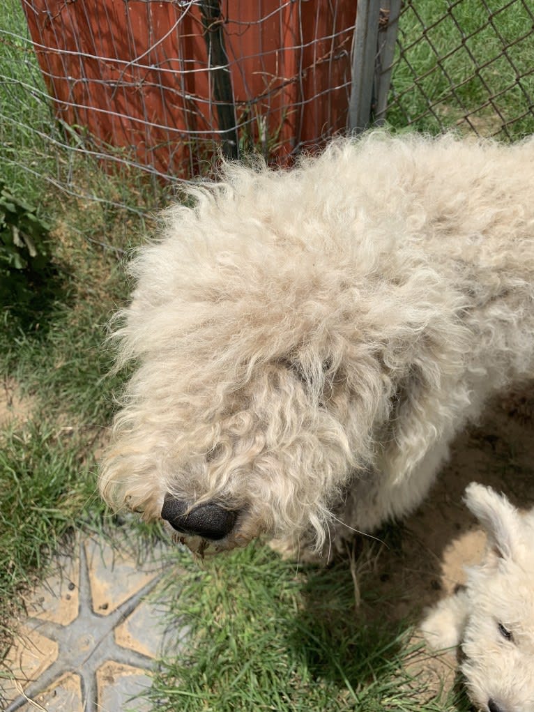 Zehr Zeus, a Komondor tested with EmbarkVet.com