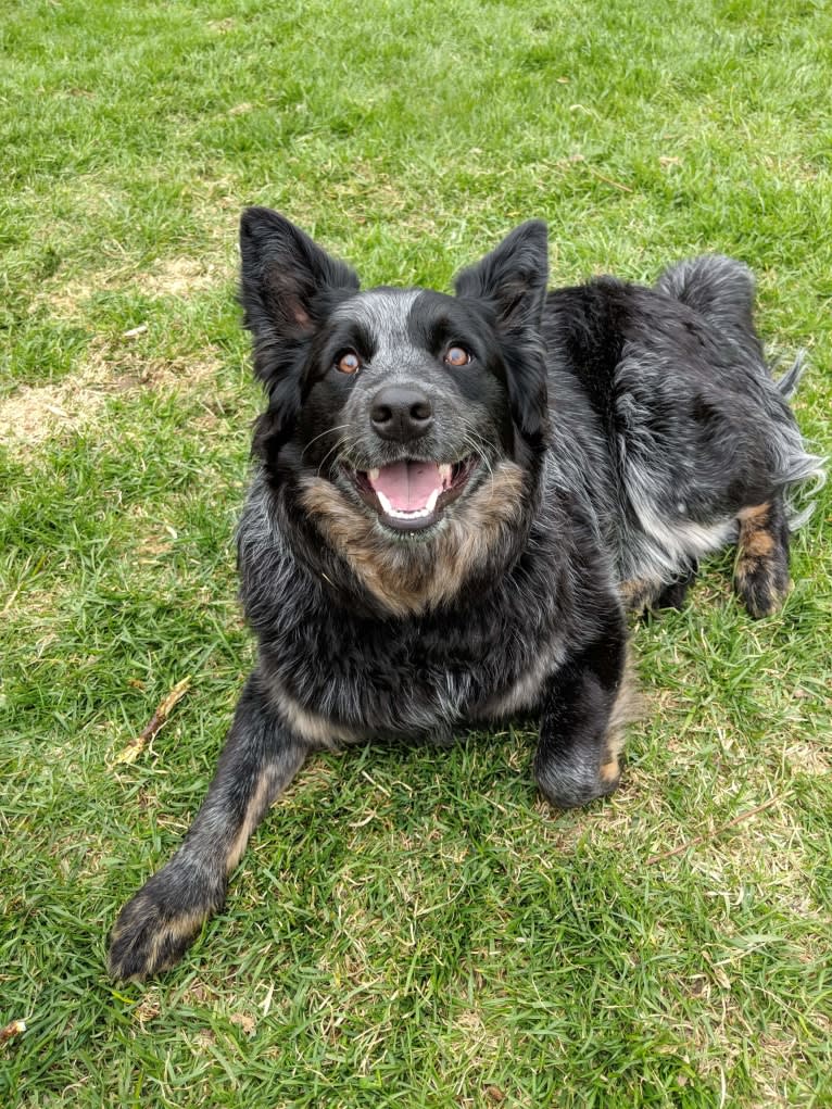 Odin 'stinky butt' Mussatti, an Australian Cattle Dog tested with EmbarkVet.com