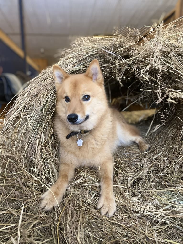 Orlando, a Finnish Spitz tested with EmbarkVet.com