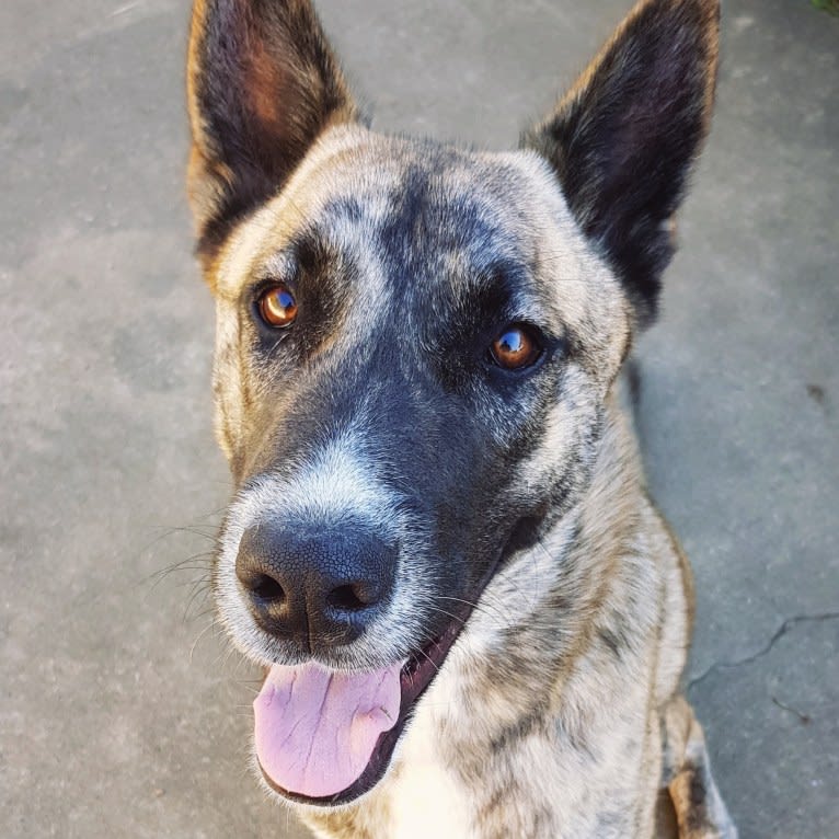 Moose, a Siberian Husky and Alaskan Malamute mix tested with EmbarkVet.com