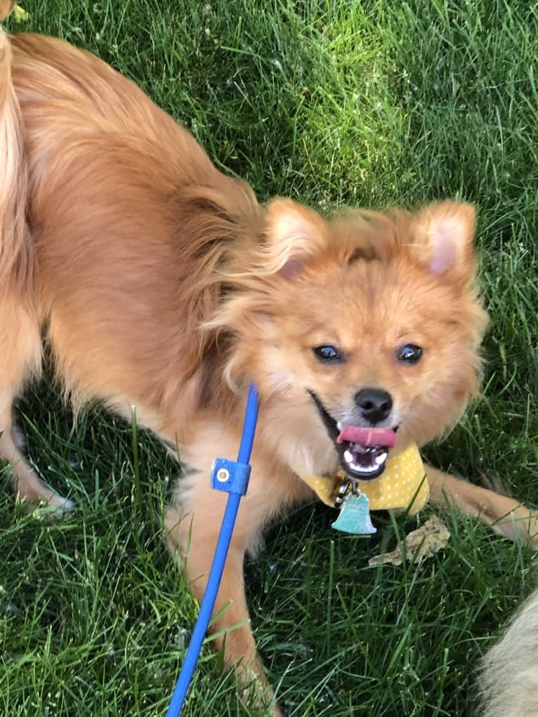 Biggie Smalls, a Pomeranian and Chihuahua mix tested with EmbarkVet.com