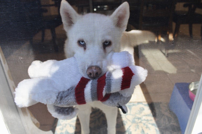 Misty, a Siberian Husky tested with EmbarkVet.com